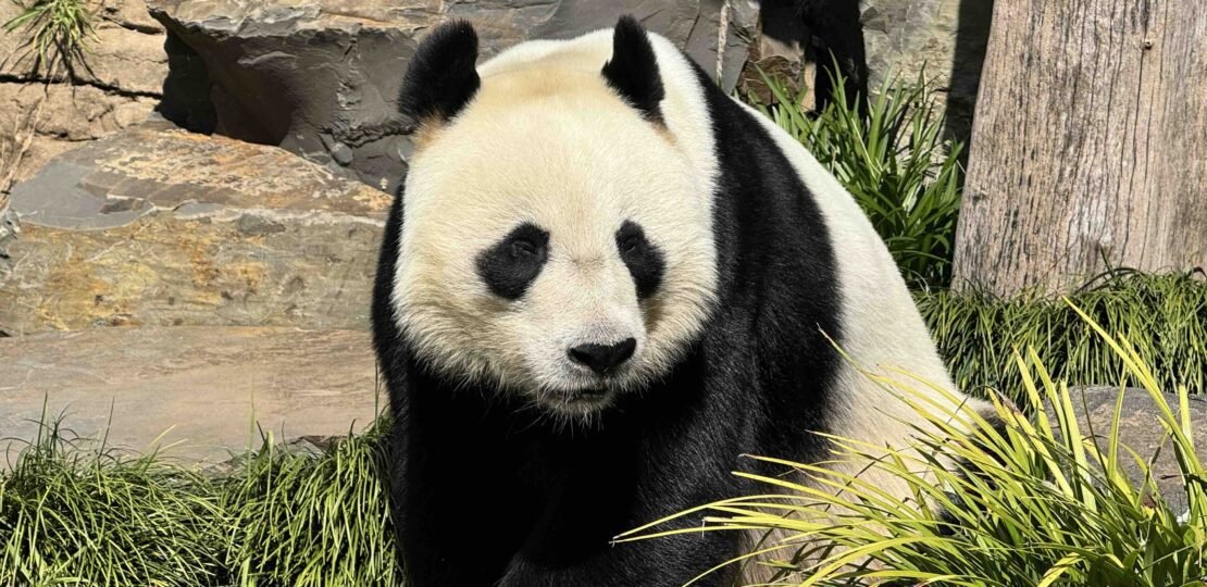 panda